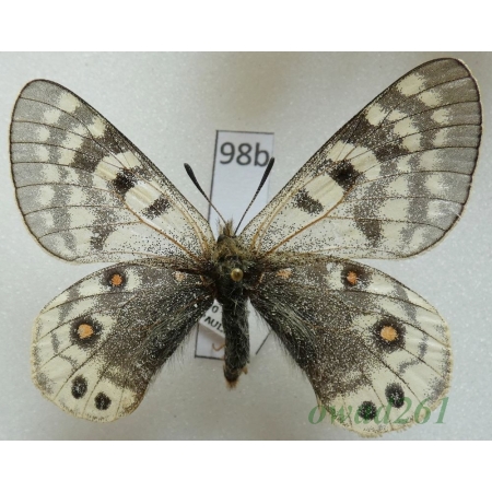 Parnassius acdestis subsp. roweii Sorimachi, 1994 China98b